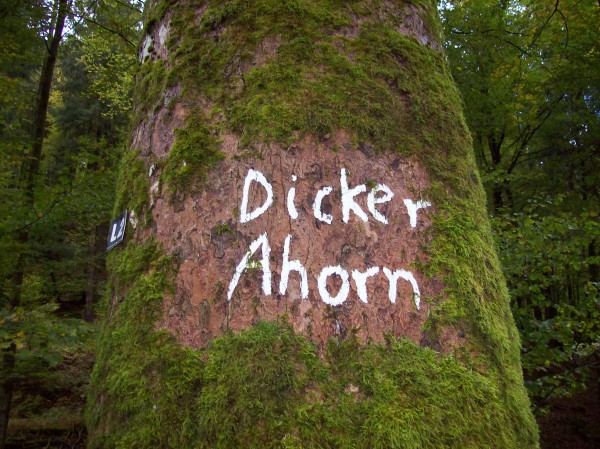 "Dicker Ahorn" und "Dicke Eiche" zwei ganz imposante Bäume
