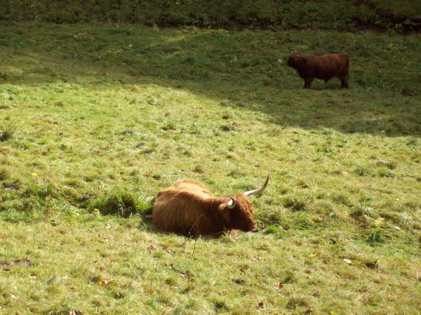 Rinder auf einer Wiese im Tal - so schön wie die Wiesente