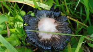 Vergängliche Naturschönheit - ein Pilz
