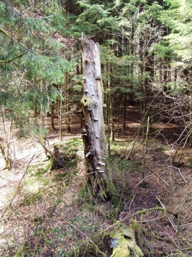 abgestorbener Baumstamm mit Pilzbewuchs