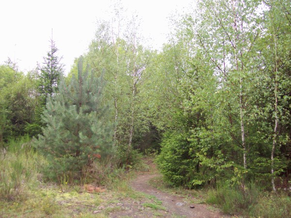 100_1843 ... und nochmals ein Stückchen "Lüneburger Heide" in der Nähe von Wittgenstein