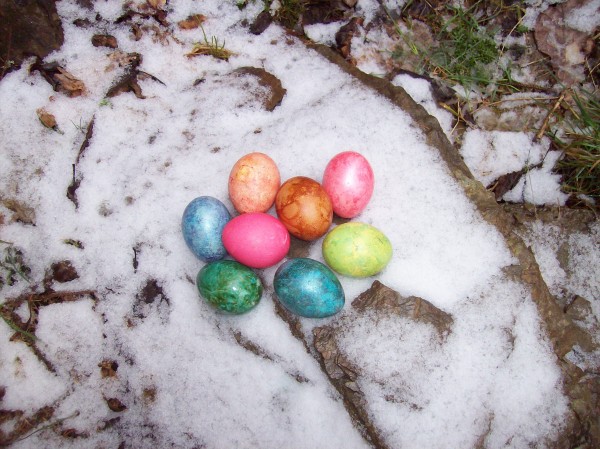 Die Osterhäsin hatte sich viel Mühe gegeben, so hübsche bunte Eier zu produzieren - und - im Schnee auch einmal ein hübscher Kontrast!