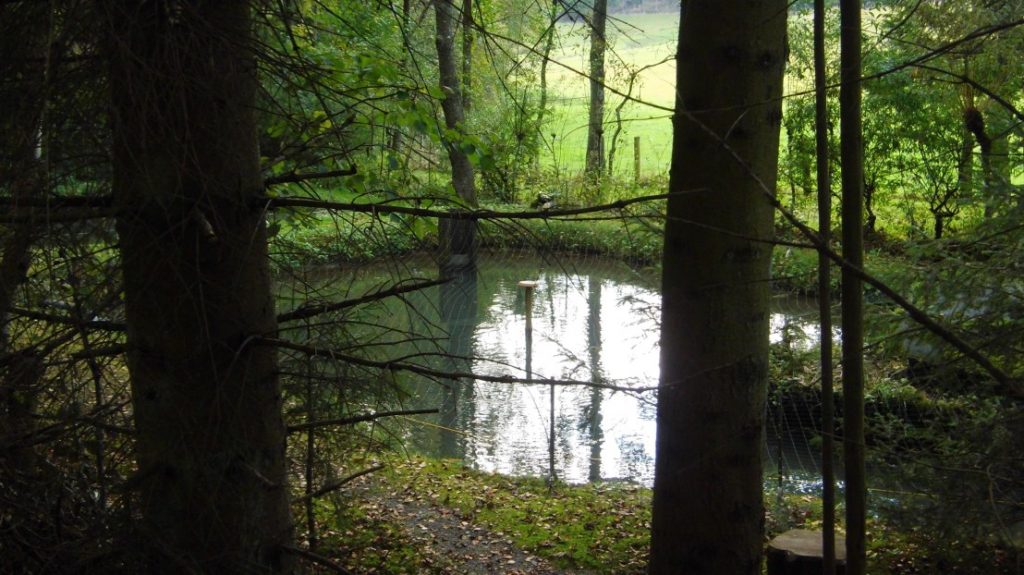 Diesem Teich entstammen die leckeren Riesenforellen