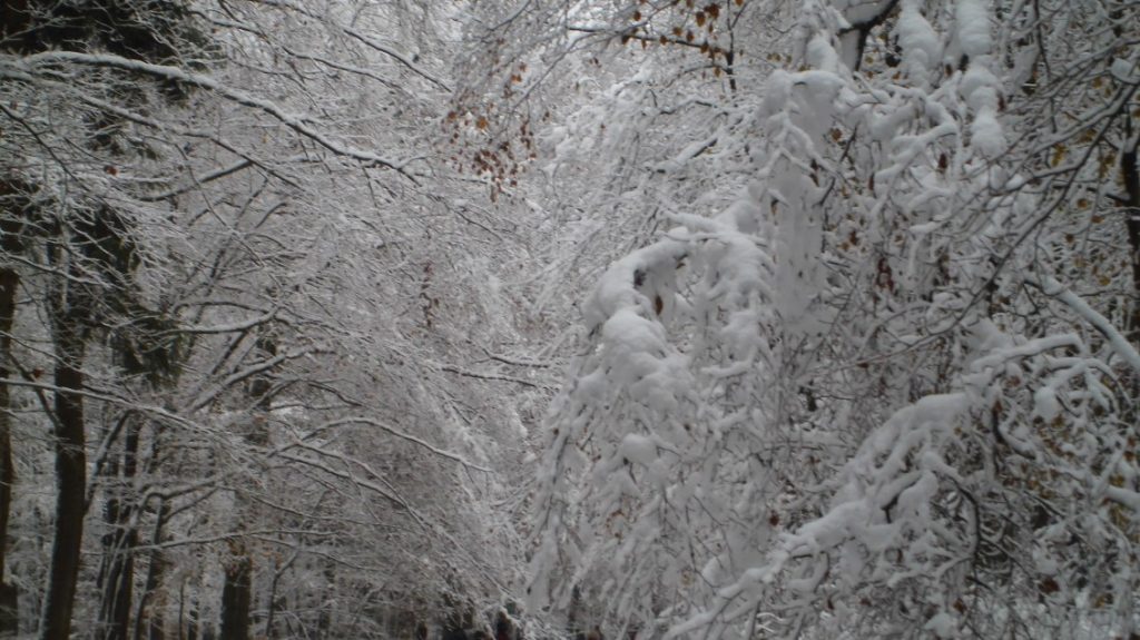Wunderschön der gefrorene Schnee an den Zweigen