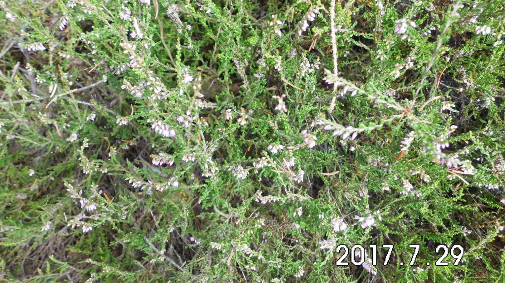 Die Natur schreitet voran, die blühende Heide wurde schon gesichtet