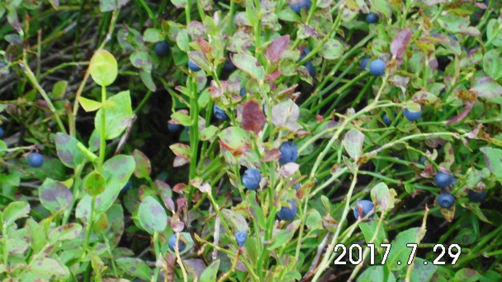 Köstlichkeiten in der Ginsberger Heide: Heidelbeeren