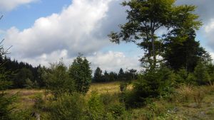 Heidelandschaft direkt vor der Tür im Hochsauerland