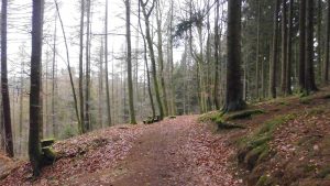 Die Rücktour führte durch belaubte Waldwege Richtung Winterberg, von dort fand der Transfer dann wieder mit dem Linienbus statt. 