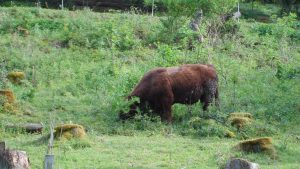 Ein Galloway bei der Futtersuche