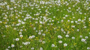 Verblühte Schönheit, Löwenzahn als Pusteblume 