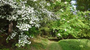 Wanderbare Waldwege, eine Wohltat für die Füße