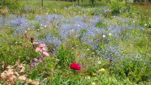 Wunderhübsche Blumenwiese mit Frühjahrsblühern