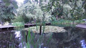 Der wundervolle Seerosenteich im Schloßpark mit bereits erblühten Pflanzen 