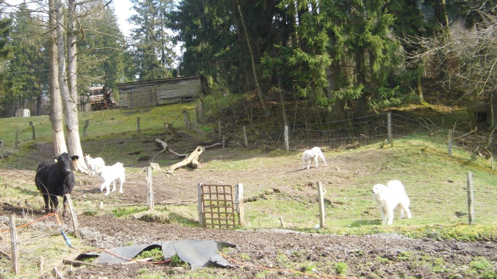 Kaum zu unterscheiden, die Ziegen und die großen Hütehunde 