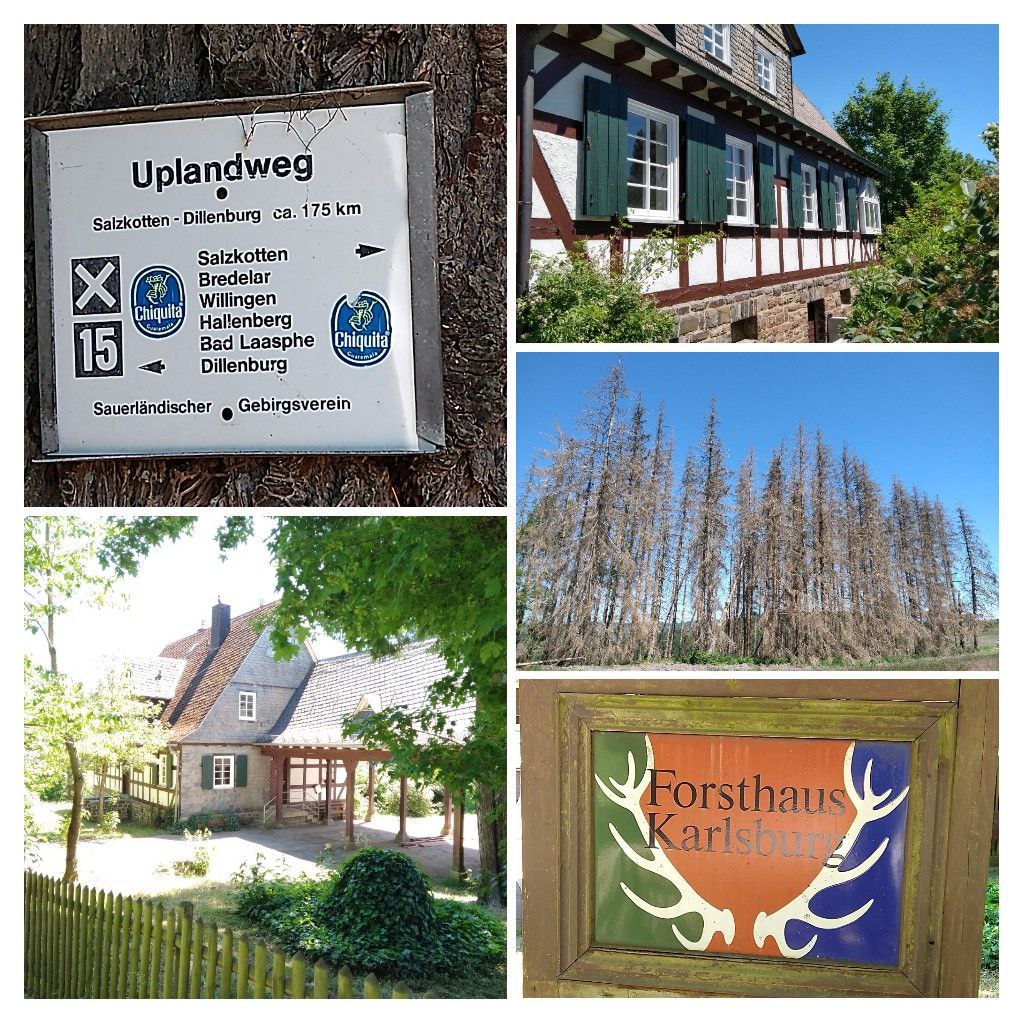 Das wunderschön gelegene Forsthaus, vorbei am Wanderzeichen für den Uplandweg und Tannen, bzw. dem was sich derzeit dem Wanderer so häufig bietet